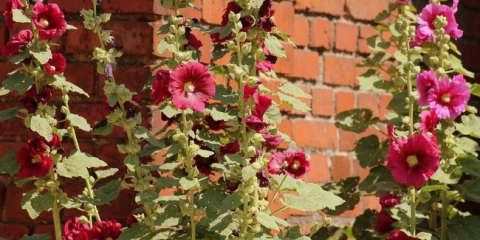 Sklad rose - pěstování a péče o květiny malvy v zahradě